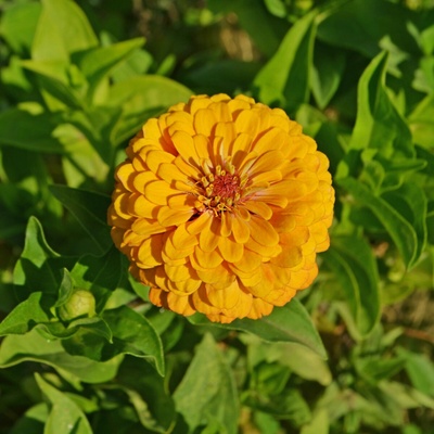 Cínia pôvabná žltá - Zinnia elegans - semená - 50 ks