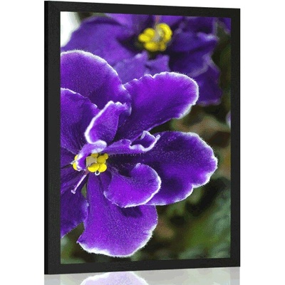 Plakát fialka - 30x45 white