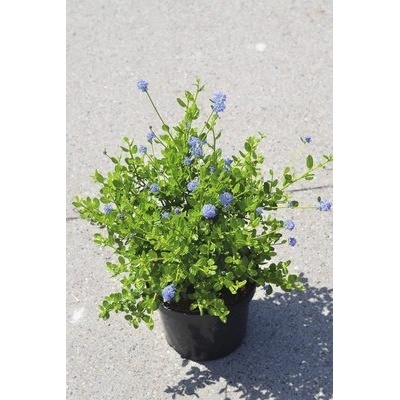 Latnatec FloraSelf Ceanothus impressus 'Victoria' výška 40-50 cm kvetináč 4 l