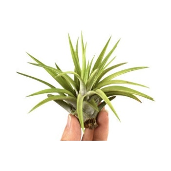 Tillandsia abdita