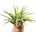 Tillandsia abdita