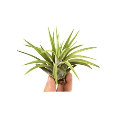 Tillandsia abdita