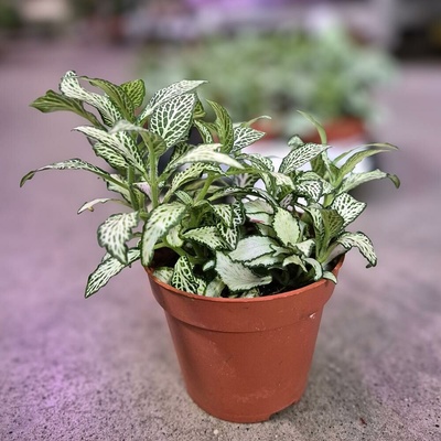 FITTONIA mix 7-8,5/12cm