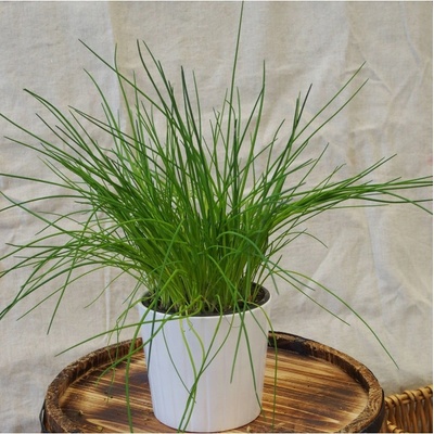 Pažítka pražská - Allium schoenoprasum L. - semená pažítky - 750 ks
