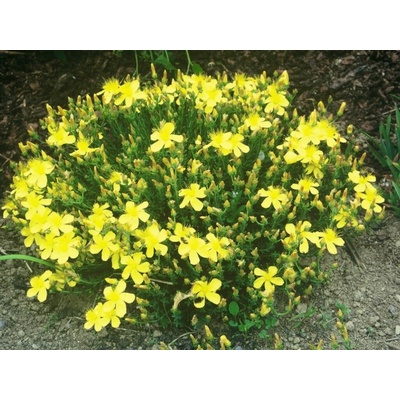 Ľubovník mnoholistý Grandiflorum - Hypericum, kont. 0,5 l