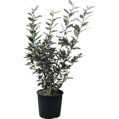 Hlošina Ebbingeova FloraSelf Elaeagnus ebbingei výška 70-80 cm kvetináč 10 l