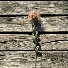 DRY SMALL PROTEA RUŽOVÁ 61 cm