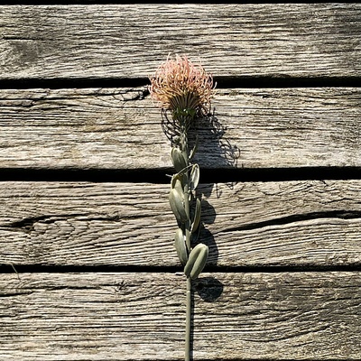 DRY SMALL PROTEA RUŽOVÁ 61 cm