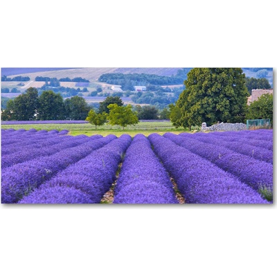 Fotoobraz na skle pole levanduľa 100x50 cm