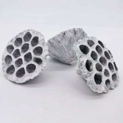 Lotos pod 10-12cm/12ks - pobělený