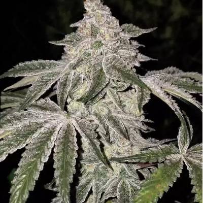 Ethos Genetics Atomic Leisure R1 semienka neobsahujú THC 5 ks