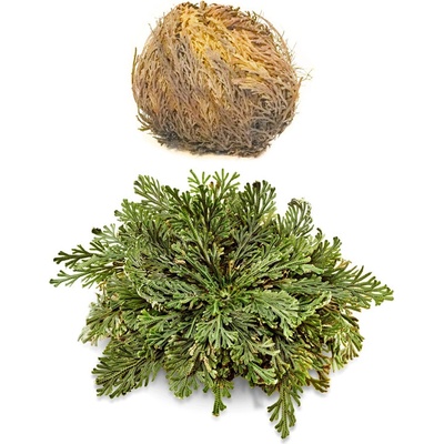 El Compra Йерихонска роза, 1 бр 100 g | El Compra (10-028-01 EC)