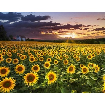 Gaira Diamantové malování Slunečnice D0795 – Hledejceny.cz