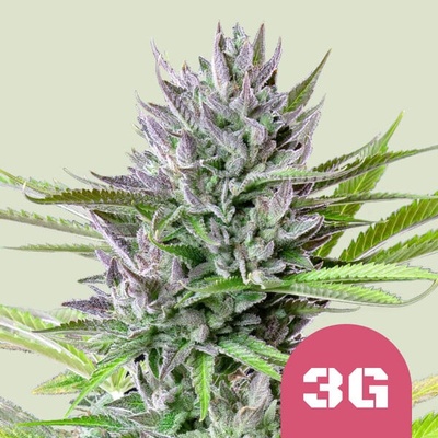 Royal Queen Seeds Triple G semienka neobsahujú THC 100 ks