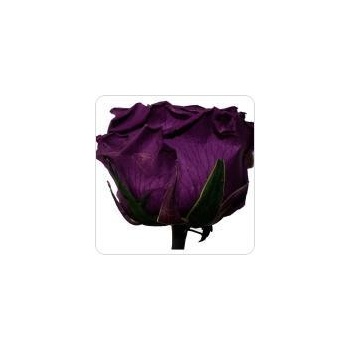 Darčeková stabilizovaná ruža - fialová