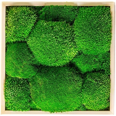 Gardners Mechový obraz 22x22 cm z kopečkového mechu, přírodní