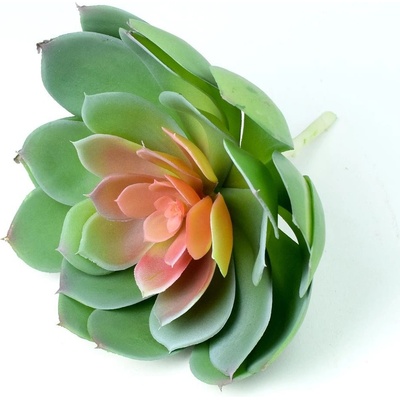 SUCULENT ECHEVERIA V:19CM P:20CM
