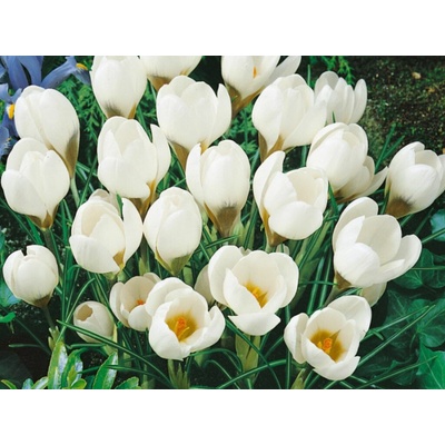 Krokus botanický Ard Schenk 15 ks v balení