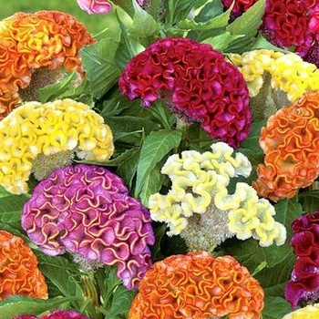 POLAN Celozia hrebeňová nízka mix 0,2 g