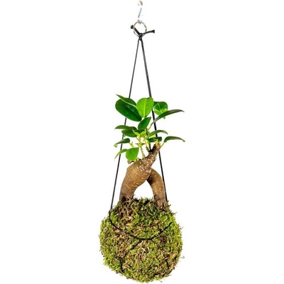 Gardners Kokedama Ficus Microcarpa Ginseng (L) Fíkovník drobnoplodý 1 ks