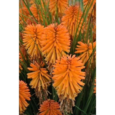 Kniphofia hybrida POCO ORANGE - mnohokvět, kleopatřina jehla