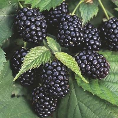Černica beztrnná BIO Hof:Obst Rubus fruticosus 'Triple Crown' výška 30-40 cm výška 15 cm
