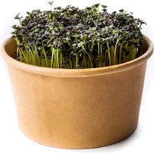 Microgreens Japonská horčica červená - sada na pestovanie