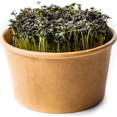 Microgreens Japonská horčica červená - sada na pestovanie