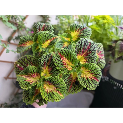 PlantBros flower Coleus decurrens
