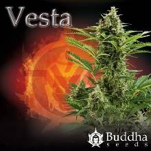 Buddha Seeds Vesta semena neobsahují THC 10 ks