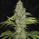 T.H. Seeds S.A.G.E. CBD semena neobsahují THC 5 ks