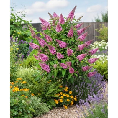 Zakrslý motýlí keř 'Candy Little Pink' – Zboží Mobilmania