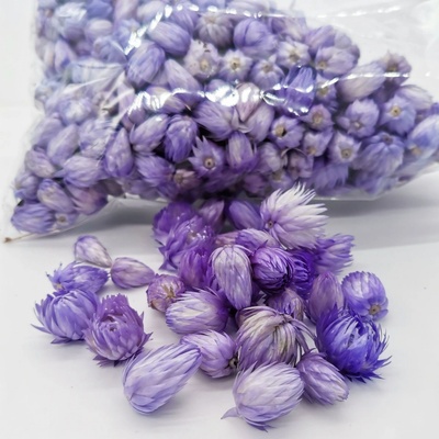 Capblumen - Kapská slaměnka 100 gramů - fialová světlá - SU0091