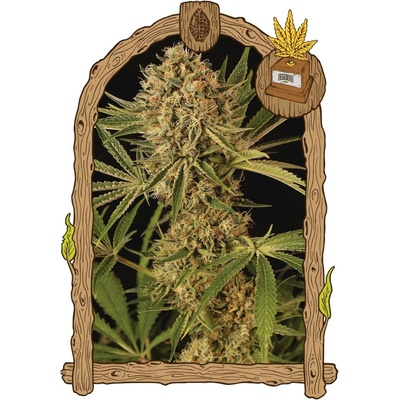 Exotic Seeds Herz OG semena neobsahují THC 3 ks
