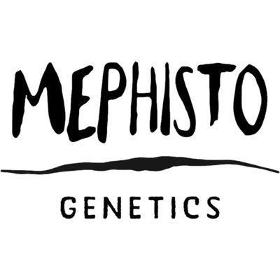 Mephisto Genetics Orange Diesel Auto semienka neobsahujú THC 3 ks