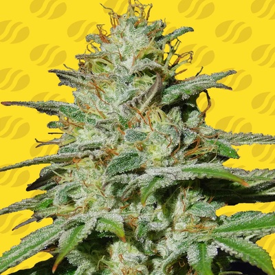 Original Sensible Seeds Jungle Lava Auto semienka neobsahujú THC 10 ks