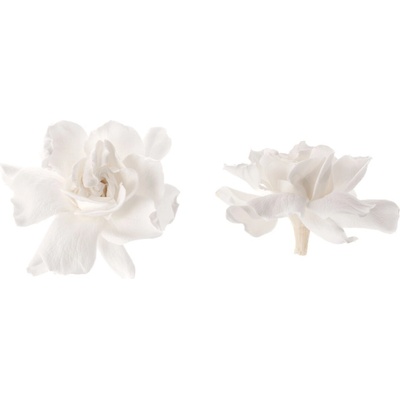 Gardenia - 5 ks