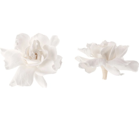 Gardenia - 5 ks