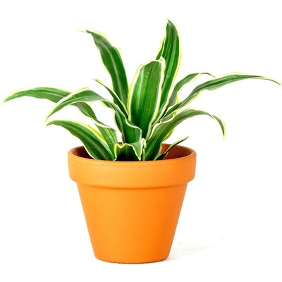 Gardners Dracaena fragrans mix, průměr 12 cm Dracéna vonná, dračinec