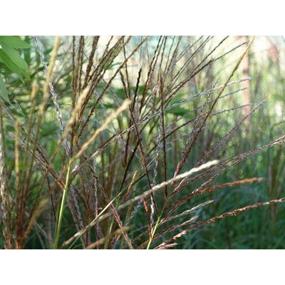 Ozdobnice čínská 'Krater' - Miscanthus sinensis 'Krater'