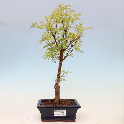 e-bonsai Venkovní bonsai - Acer palmatum Dissectum - Javor dlanitolistý