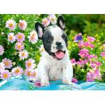 Castorland - Puzzle French Bulldog Puppy - 40 - 99 piese