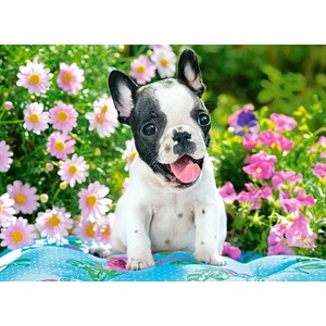 Castorland - Puzzle French Bulldog Puppy - 40 - 99 piese