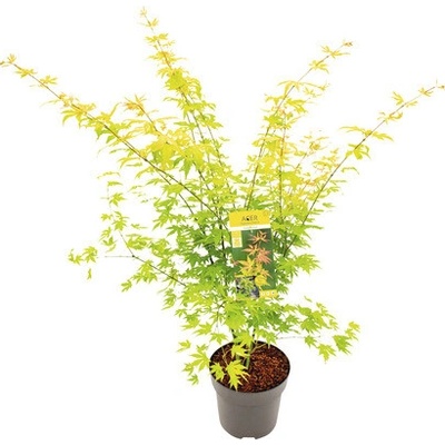 Javor dlanitolistý oranžový Acer palmatum 'Orange Dream' výška 80-100 cm kvetináč 10 l