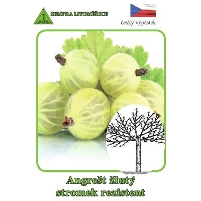 Angrešt bílý stromkový rezistentní Ribes uva-crispa v květináči Ø 14 cm