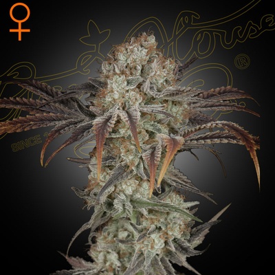 Green House Seeds Money Maker semena neobsahují THC Money Maker 5 + 5 ks