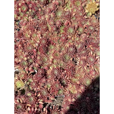 Sempervivum BETA - netřesk