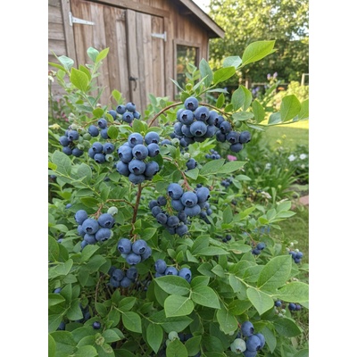 Kanadská borůvka 'Bluegold' OV-VACO-BLUEG-2 20-40 cm, H9