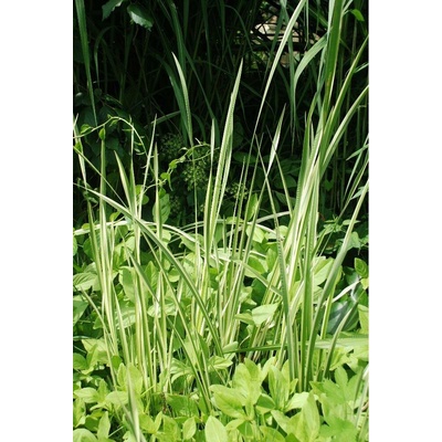 TSUGA Puškvorec obecný Acorus calamus panašovaný