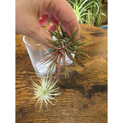 Tillandsia tmavá ve skle